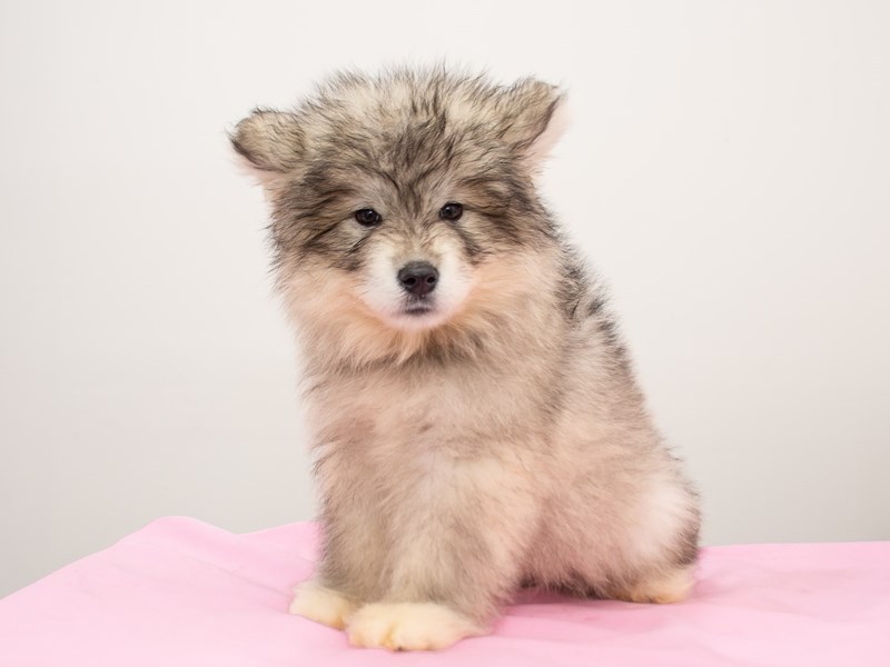 Alaskan Malamute