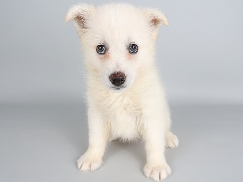 [#13815] White Female Pomsky Puppies For Sale #1