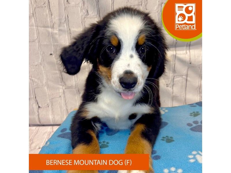 Bernese Mountain Dog - 4246 Image #2