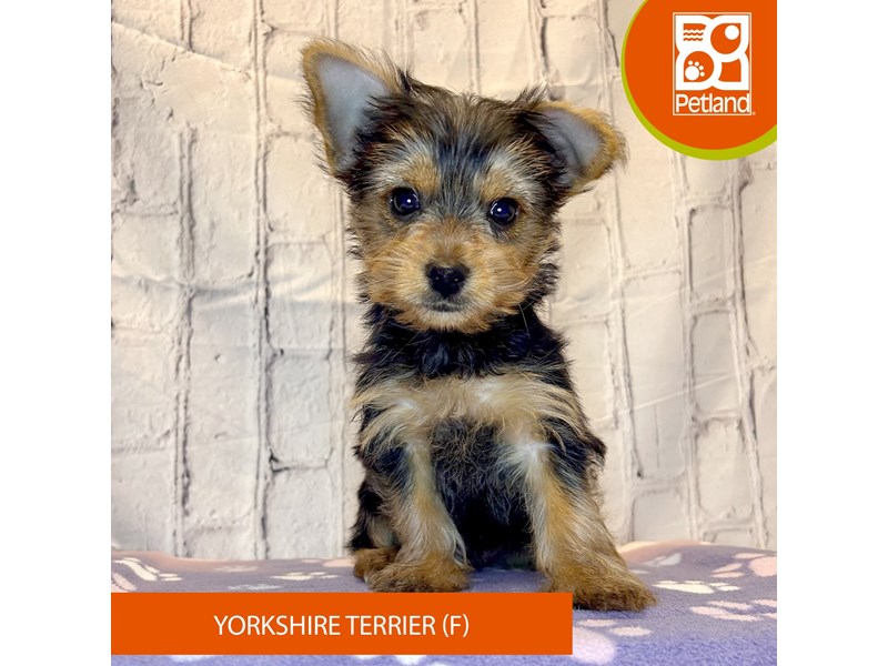 Yorkshire Terrier - 4245 Image #2