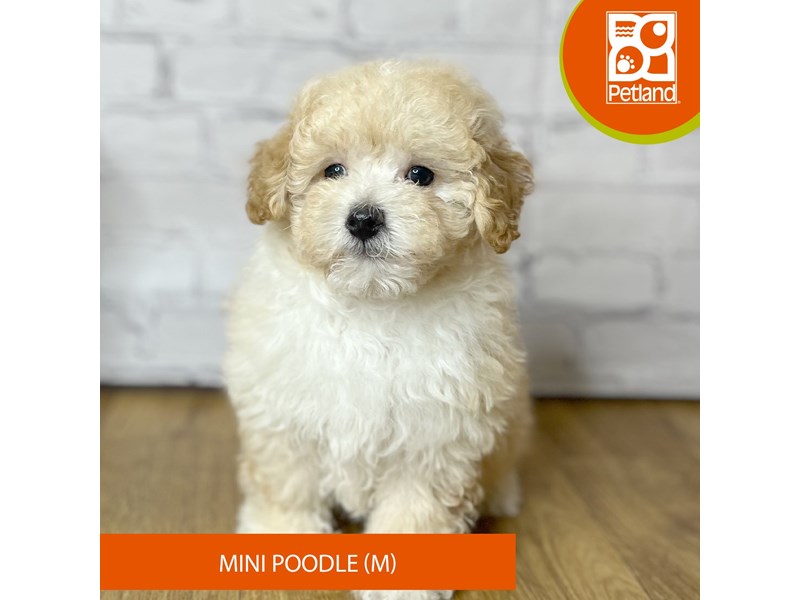 Poodle Mini - 16917 Image #2
