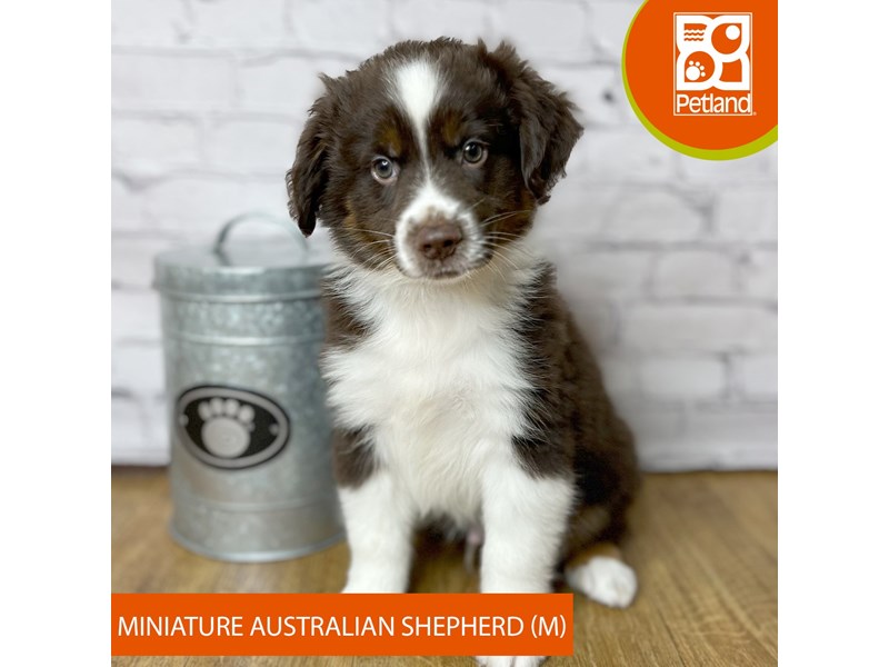 Miniature Australian Shepherd - 16913 Image #2