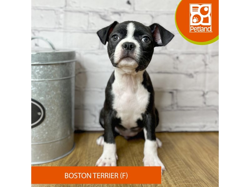 Boston Terrier - 16912 Image #2