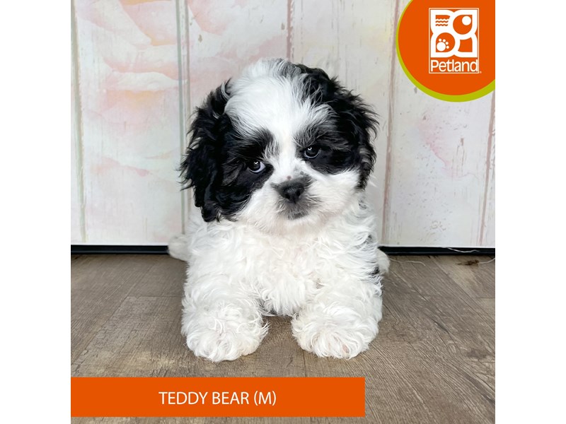 Teddy Bear - 1336 Image #2