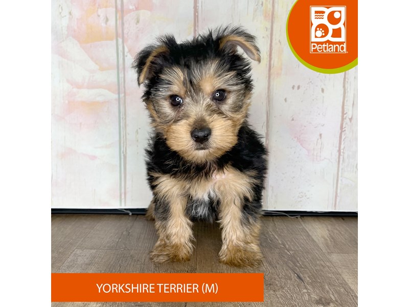 Yorkshire Terrier - 1343 Image #2