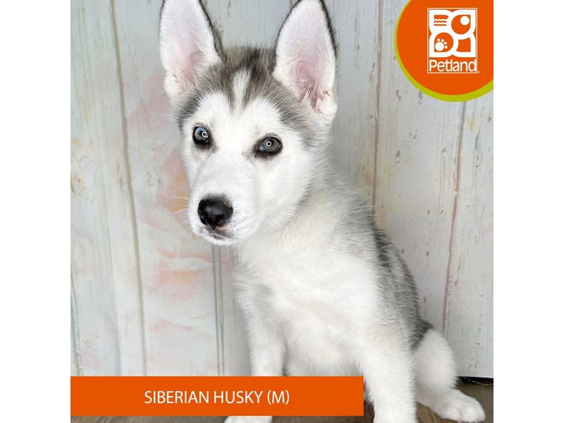 Siberian Husky - 1351 Image #2