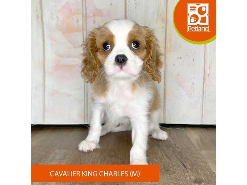 Cavalier King Charles Spaniel - 1346 Image #2