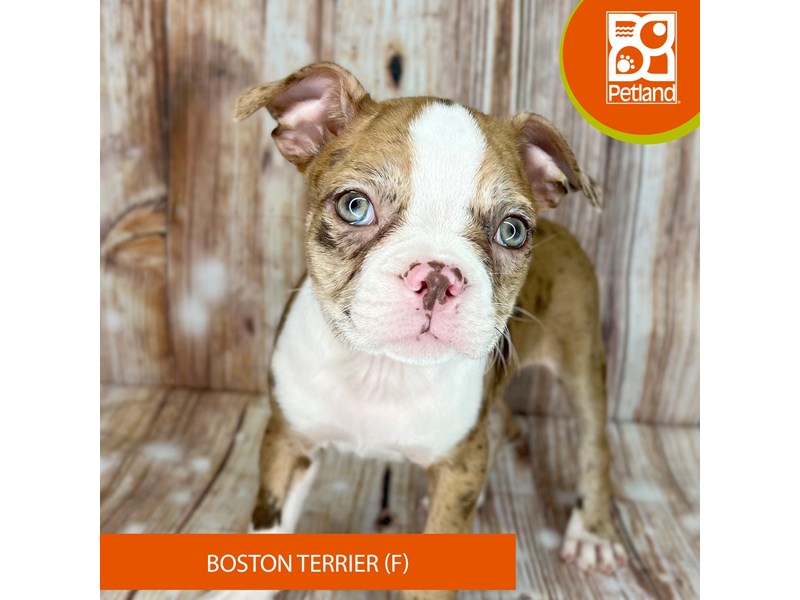 Boston Terrier - 9125 Image #2