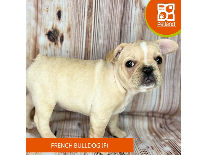 French Bulldog - 9121 Image #2