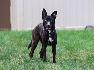 RCHS18-Bark In The Park-Block Party-flyer (1) - Ross County Humane