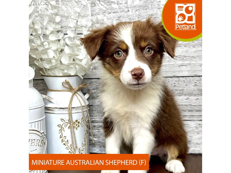Miniature Australian Shepherd - 15634 Image #2