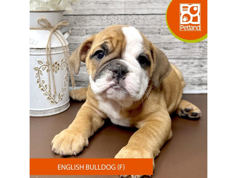 English Bulldog - 15633 Image #2