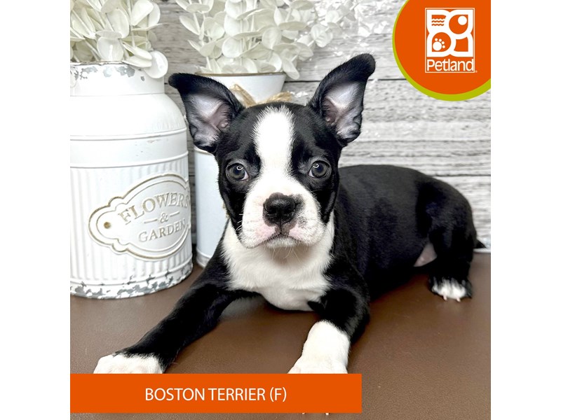 Boston Terrier - 15627 Image #2