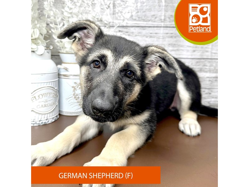 German Shepherd Dog - 15626 Image #2