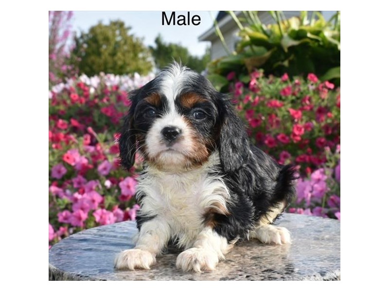 Cavalier King Charles Spaniel-DOG-Male-Tri-Colored-4283366