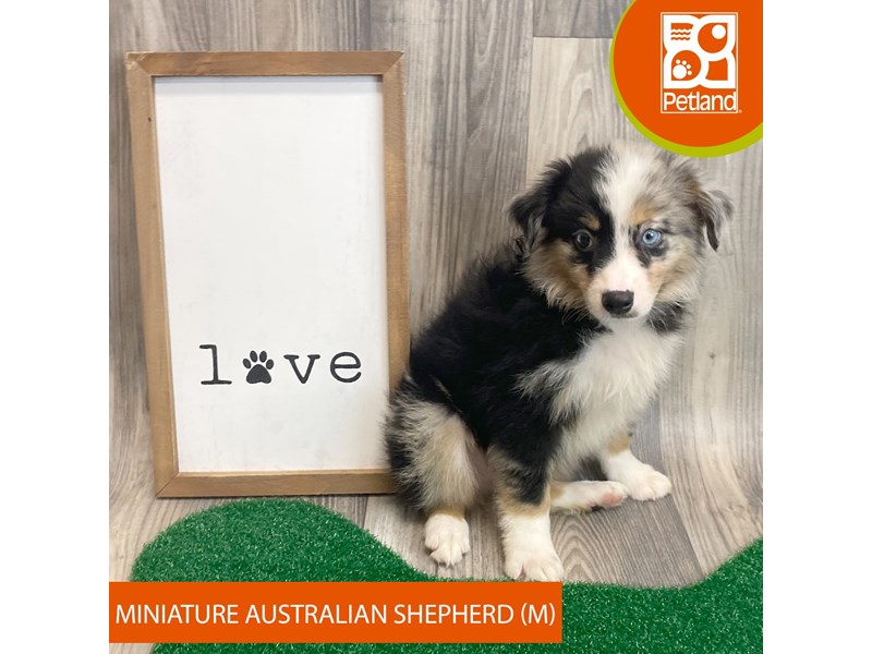 Miniature Australian Shepherd - 8260 Image #2
