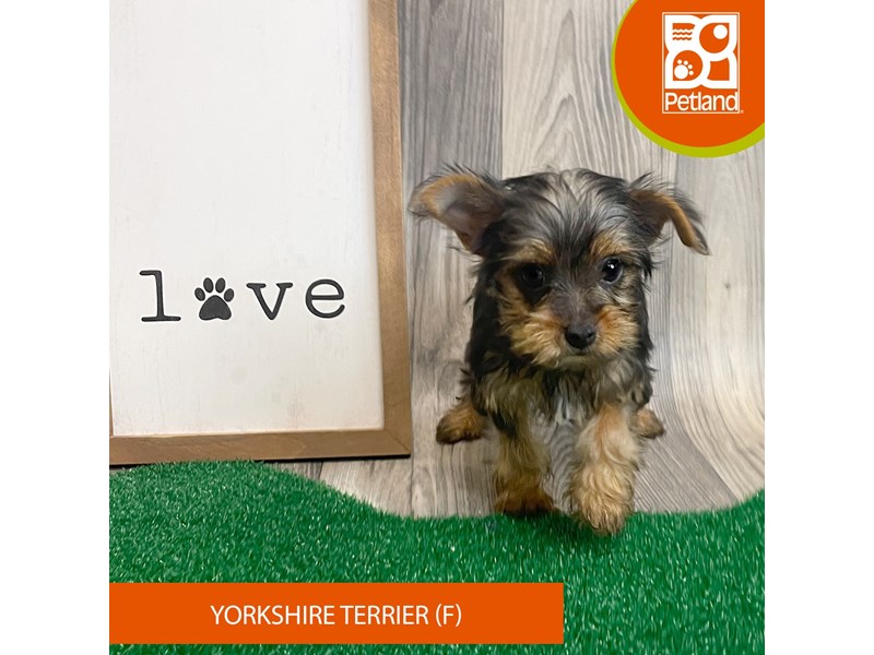 Yorkshire Terrier - 8259 Image #2