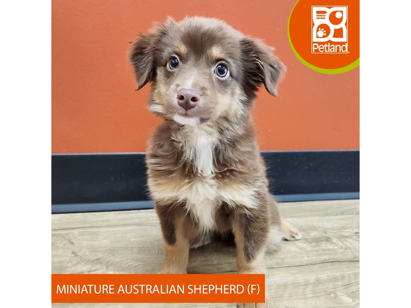 Miniature Australian Shepherd - 7361 Image #2