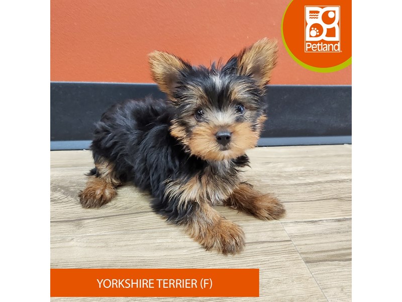 Yorkshire Terrier - 7358 Image #2