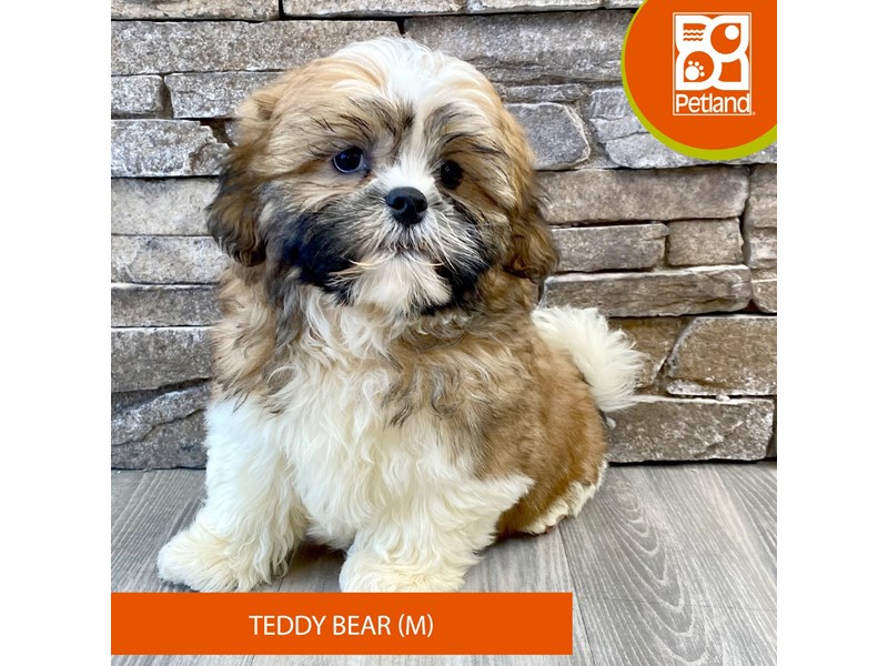 Teddy Bear - 715 Image #2