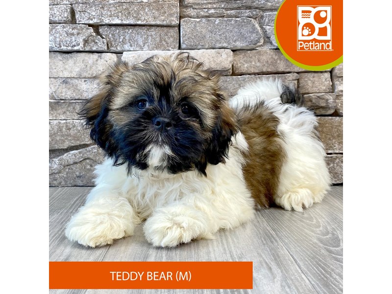Teddy Bear - 716 Image #2