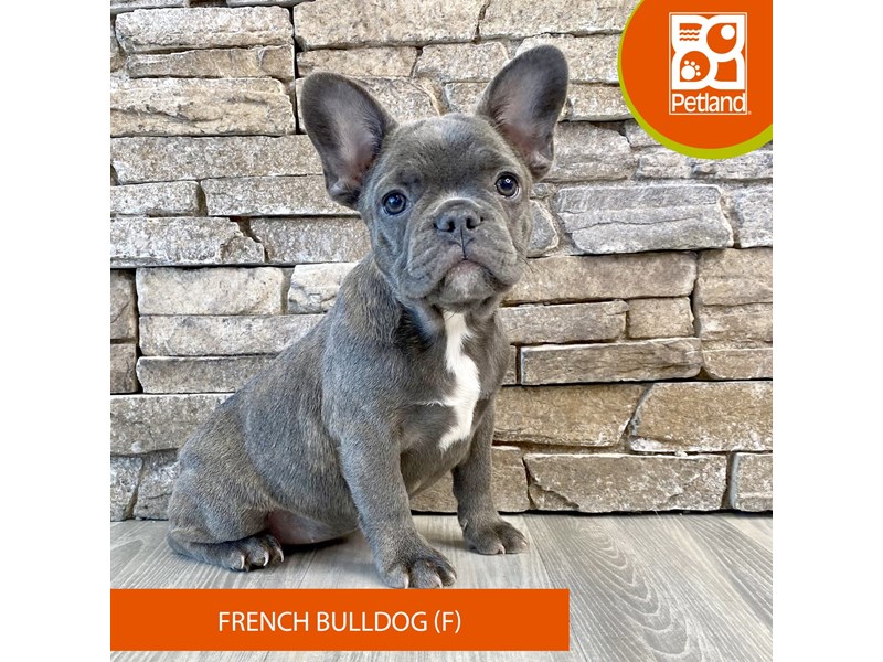 French Bulldog - 714 Image #2
