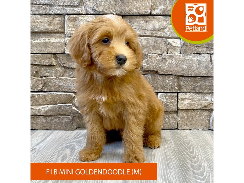 Goldendoodle Mini F1b - 712 Image #2