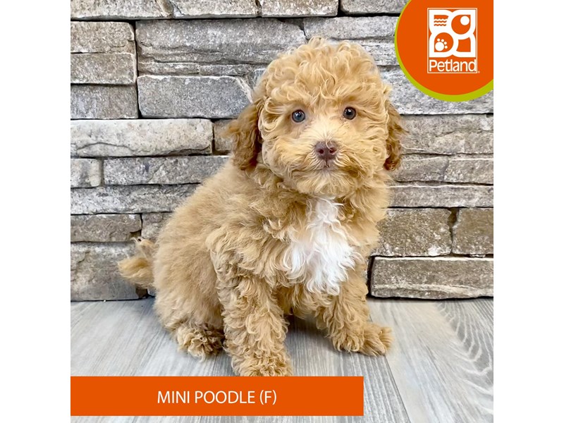 Poodle Mini - 713 Image #2