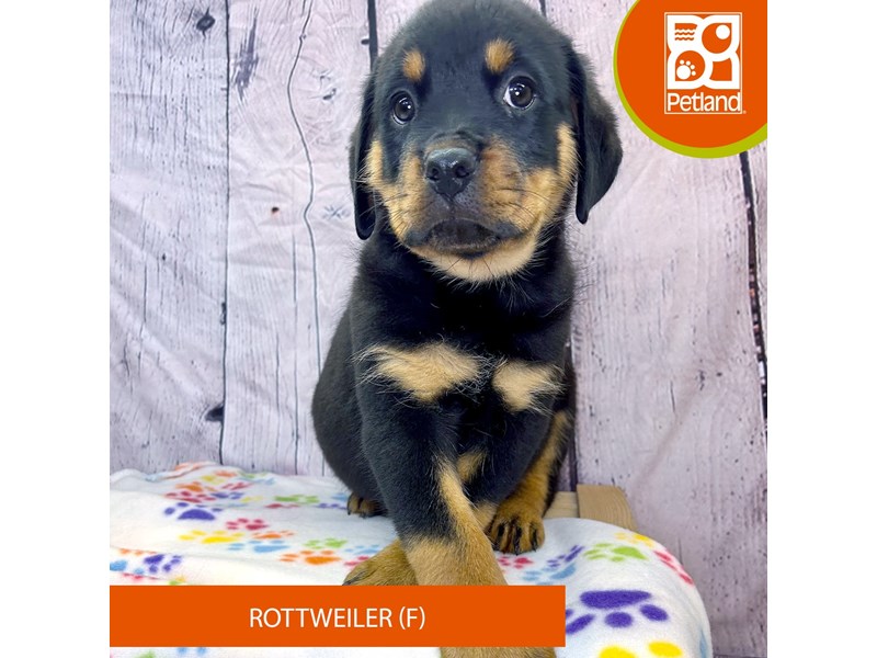 Rottweiler - 4255 Image #2