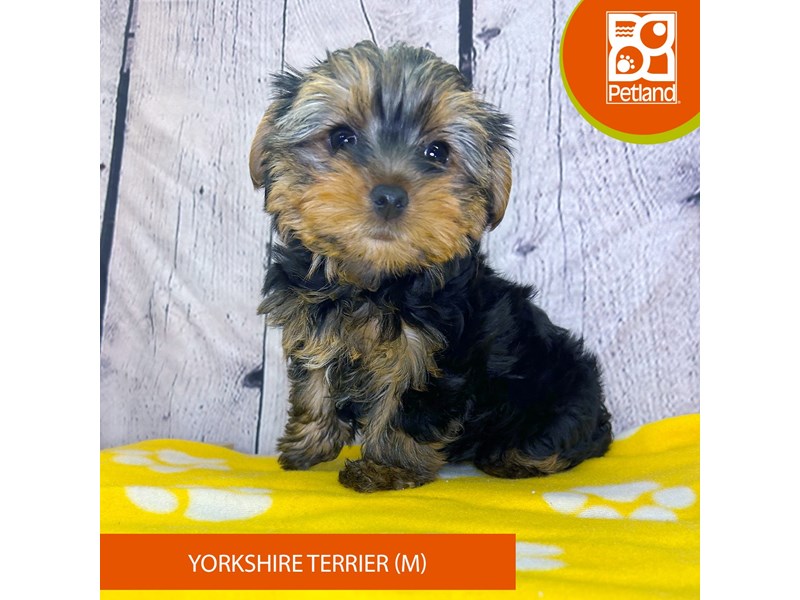 Yorkshire Terrier - 4253 Image #2
