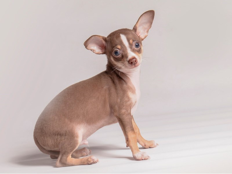 Chihuahua - 20488 Image #2