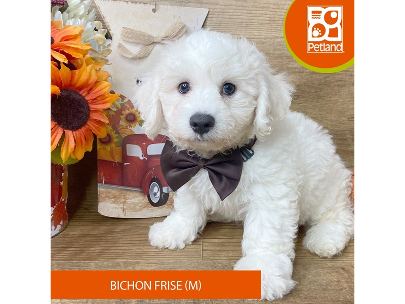 Bichon Frise - 9463 Image #2