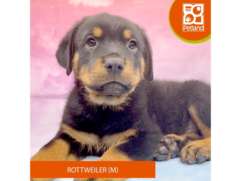 Rottweiler - 3272 Image #2