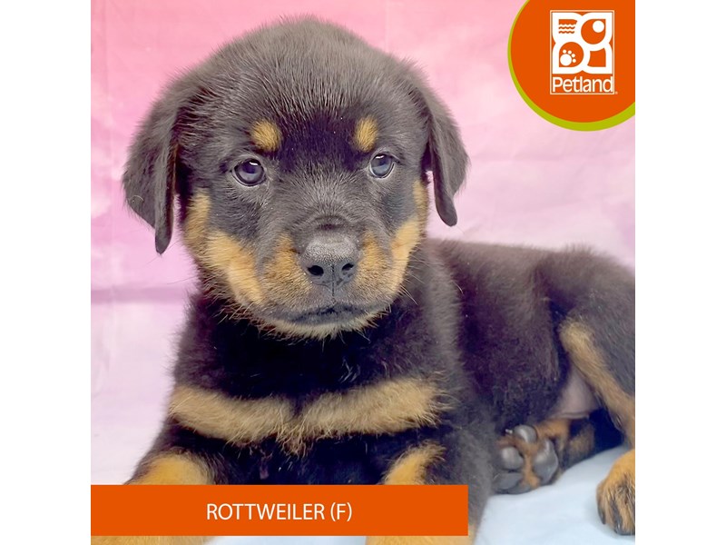 Rottweiler - 3271 Image #2