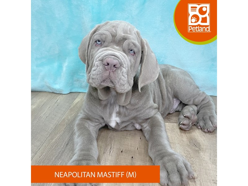 Neapolitan Mastiff - 2651 Image #2