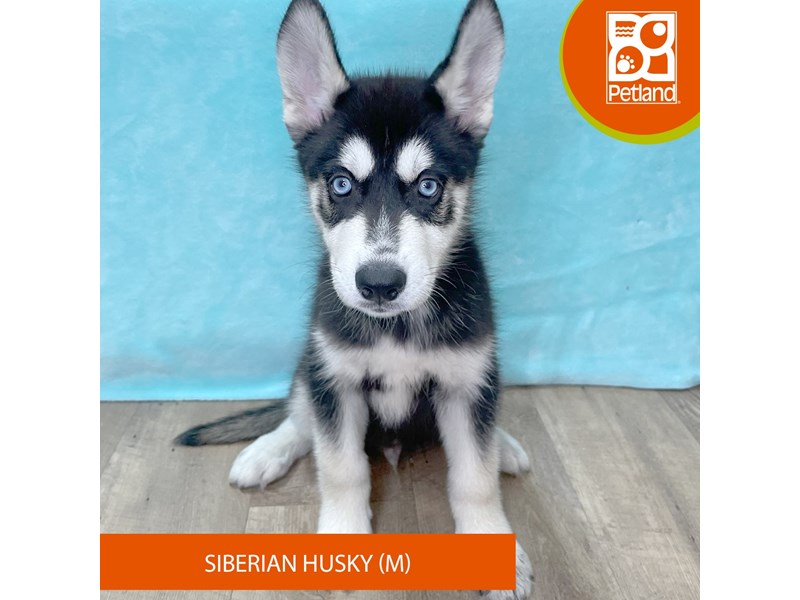 Siberian Husky - 2657 Image #2
