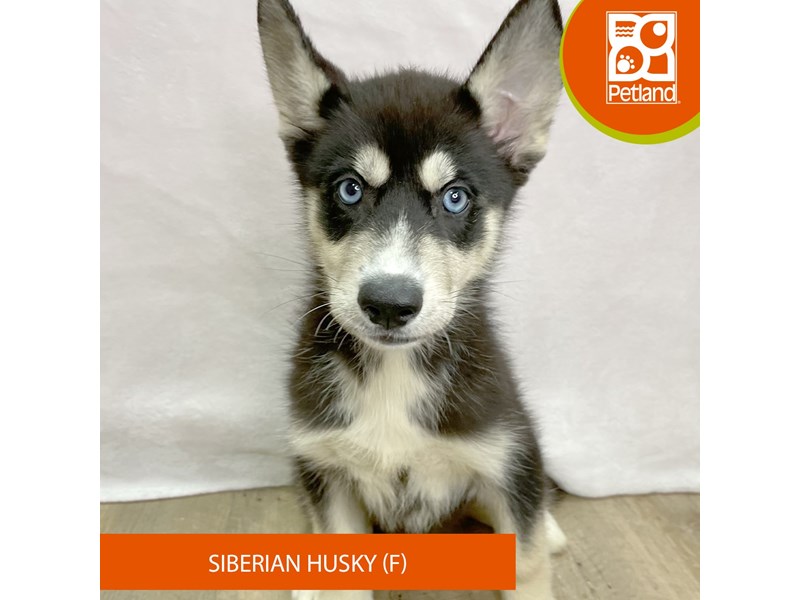 Siberian Husky - 2656 Image #2