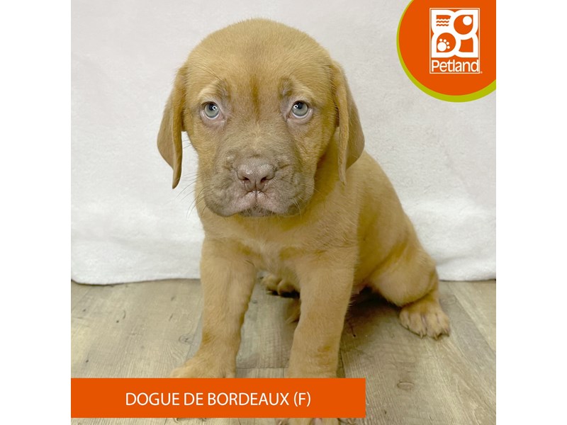 Dogue De Bordeaux - 2654 Image #2