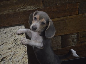 Beagle-DOG-Female-4265852