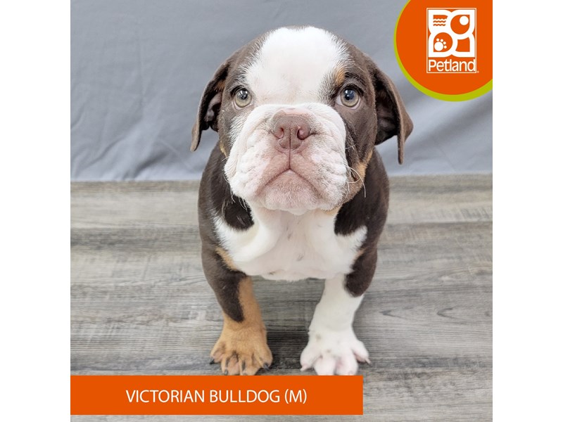 Victorian Bulldog - 2011 Image #2
