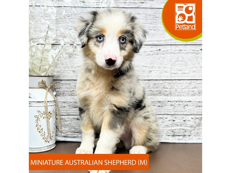 Miniature Australian Shepherd - 15642 Image #2