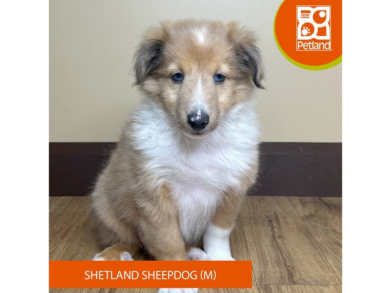 Shetland Sheepdog - 15815 Image #2