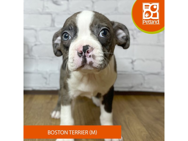 Boston Terrier - 16927 Image #2