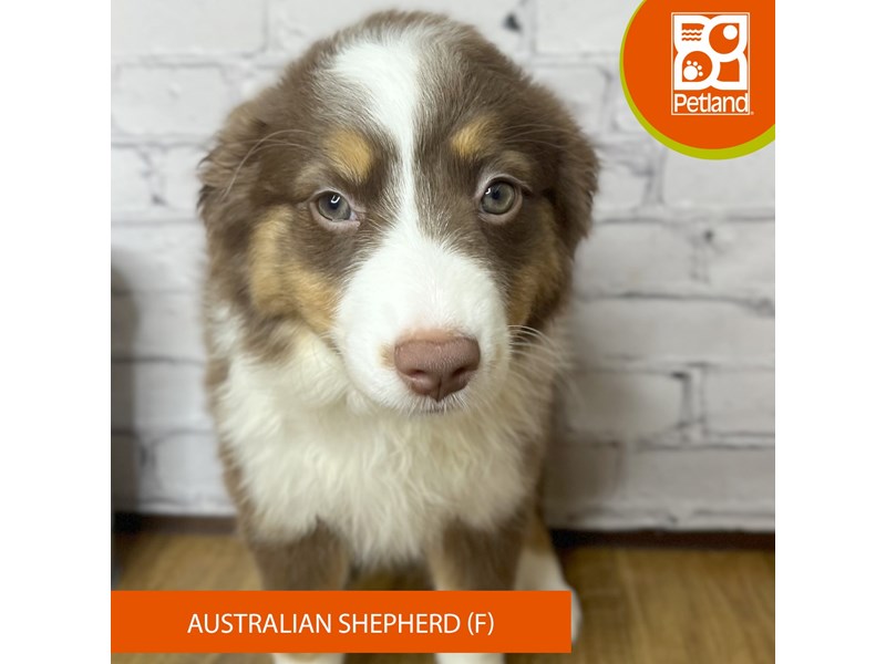 Australian Shepherd - 16930 Image #2