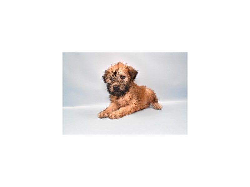 Soft Coated Wheaten Terrier - 2831 Image #2