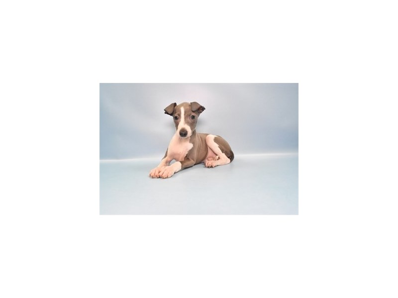 Italian Greyhound - 26898 Image #2
