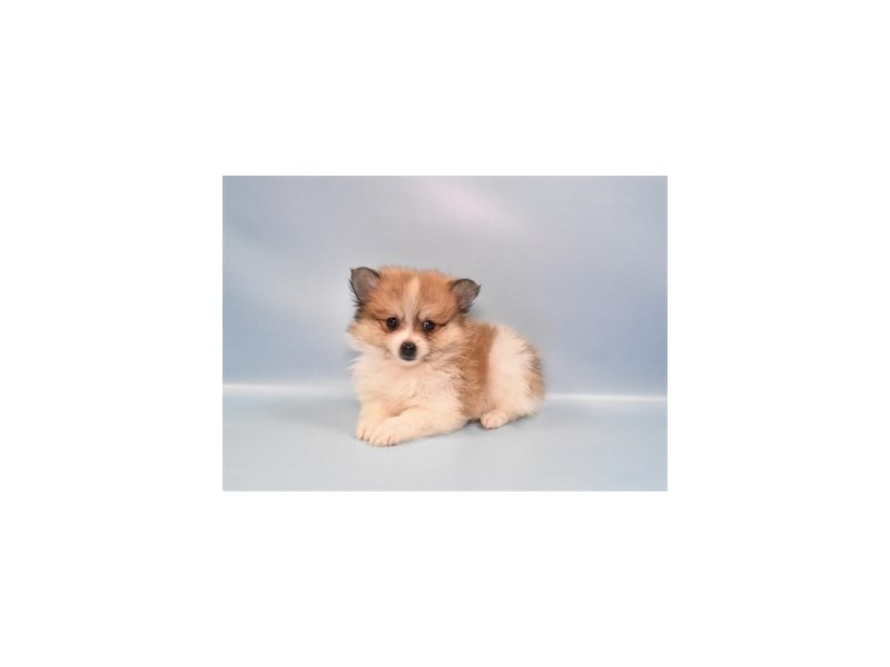 Pomeranian - 2185 Image #2