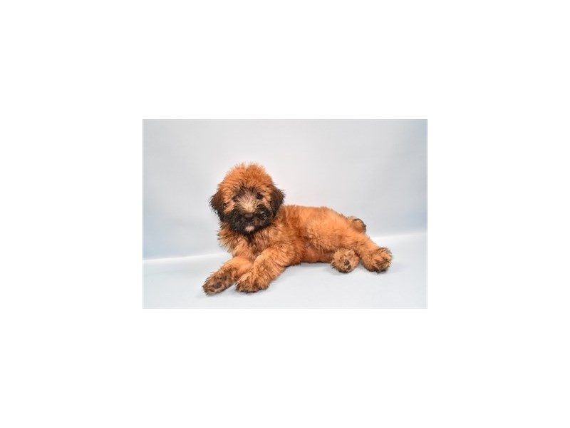 Soft Coated Wheaten Terrier - 5116 Image #2