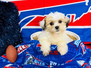 Buffalo Bills Yorkie in 2023  Buffalo bills, Buffalo, Yorkie