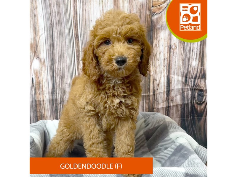 Goldendoodle - 18028 Image #2